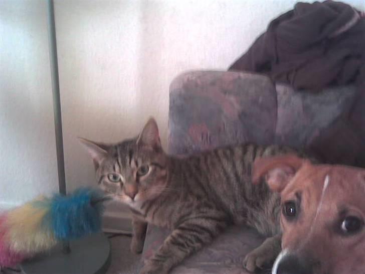 Huskat Banditten - R.I.P billede 2