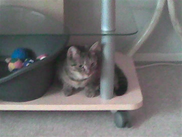 Huskat Banditten - R.I.P billede 3