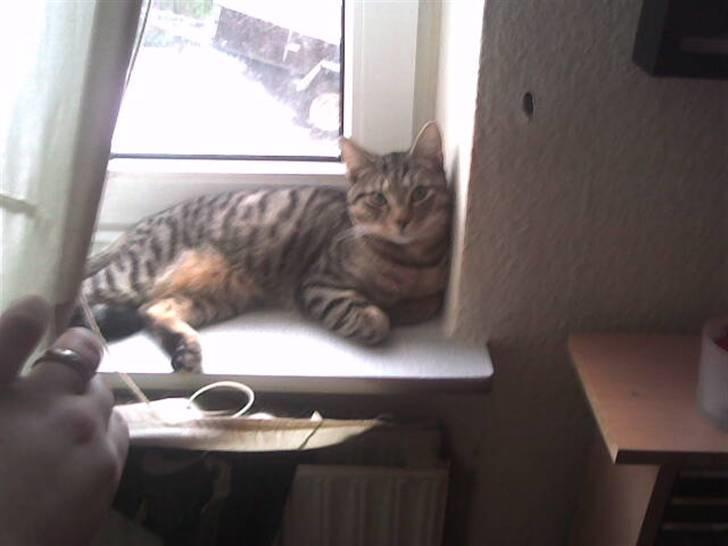 Huskat Banditten - R.I.P - ej tager du nu billedere igen, lå lige og sov. billede 4