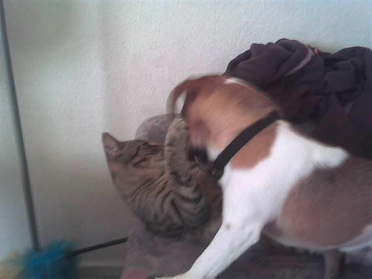 Huskat Banditten - R.I.P - Det kan godt være du er større end mig, men jeg kan godt tage dig :D billede 5