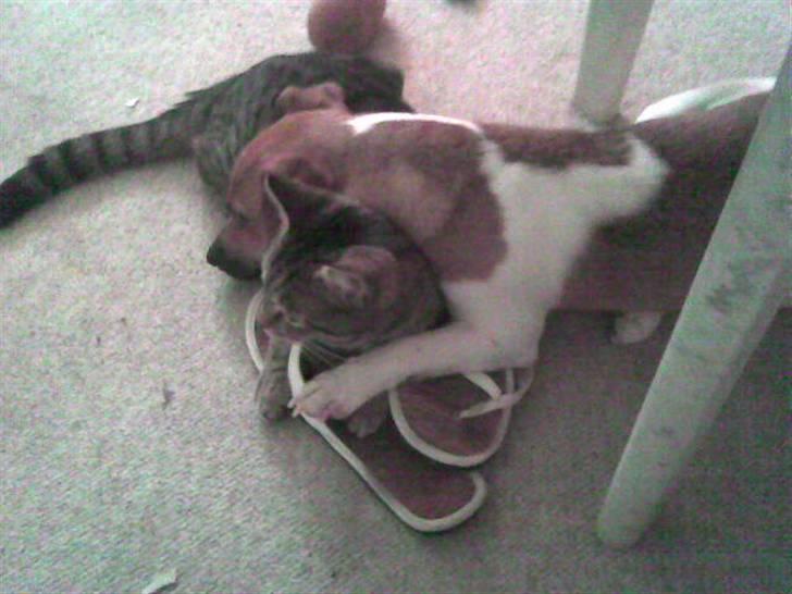 Huskat Banditten - R.I.P - Får mig lige en lur med max billede 6