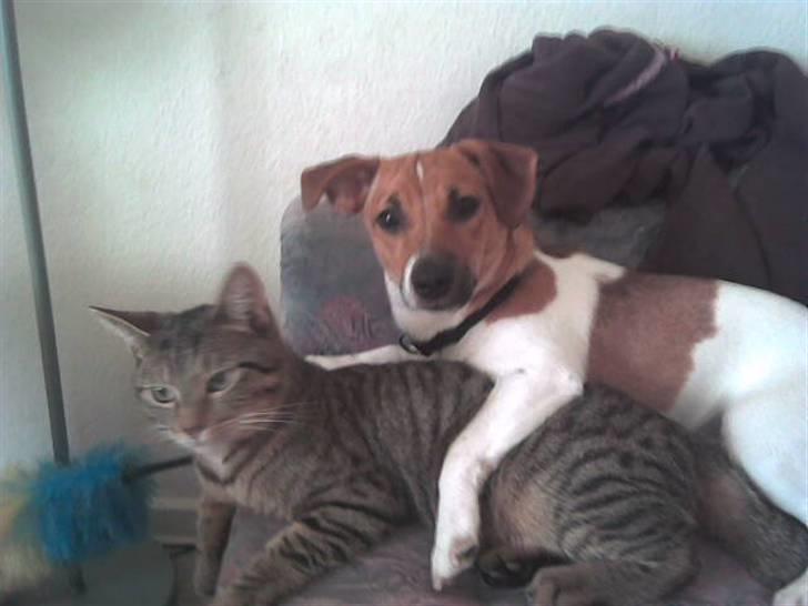 Huskat Banditten - R.I.P - "ditten" og hans bedste ven max :D billede 7