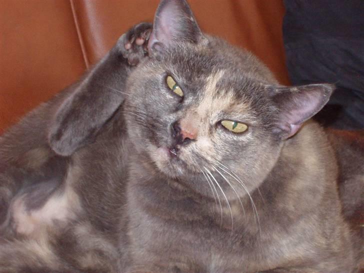 Huskat Puskin (17 år, død) - Velkommen til puskins profil.. Puskin var en dejlig kat, så jeg håber i vil byde hende velkommen, skrive en lille kommentar, og "smide" en bedømmelse?... billede 1