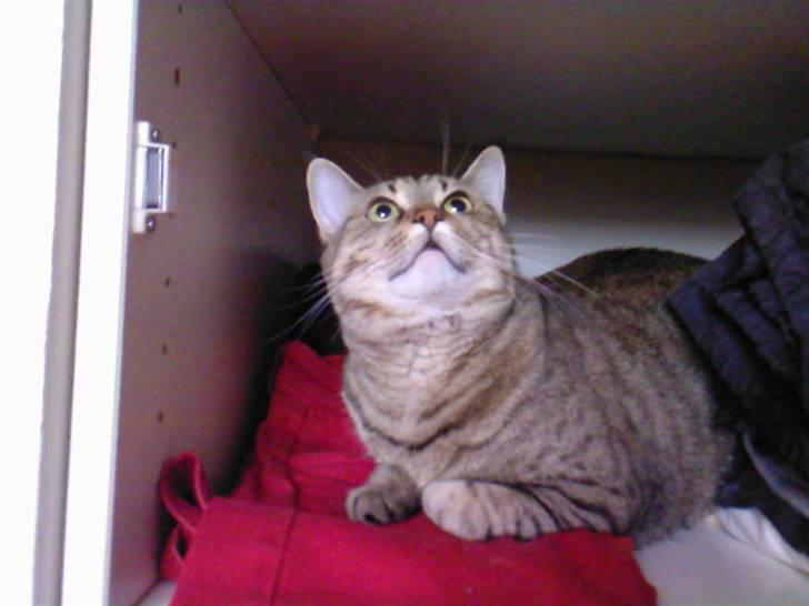 Huskat Laban - Hov hvem er der oppe? xD  billede 12