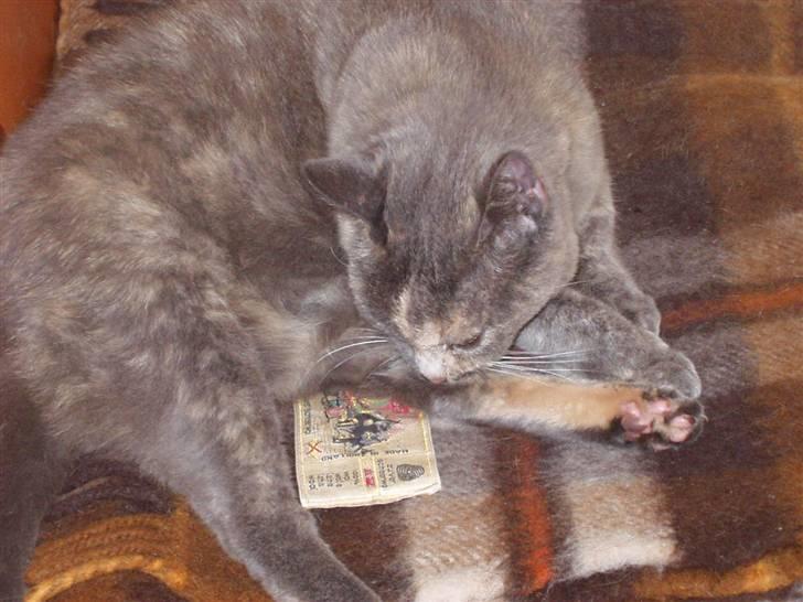 Huskat Puskin (17 år, død) billede 2