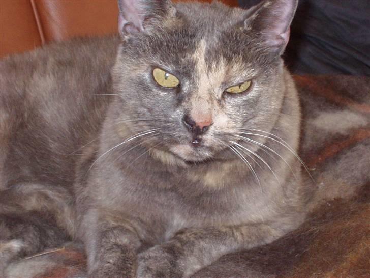 Huskat Puskin (17 år, død) - Ja?? Hva´ er det lige du vil nu?? billede 3