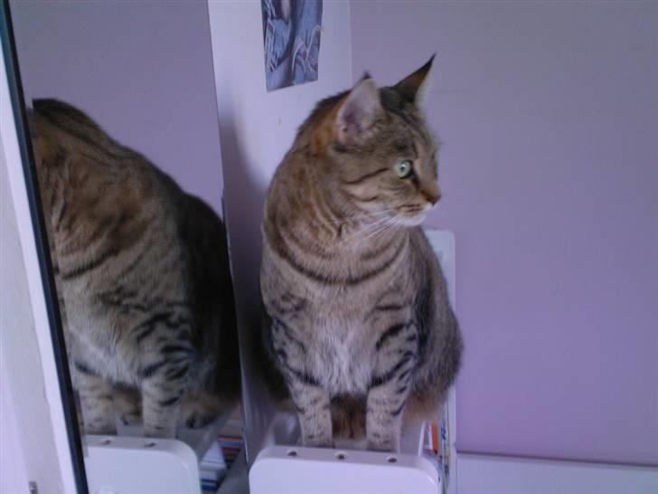 Huskat Laban - Jeg er altid vågen eller?  billede 13