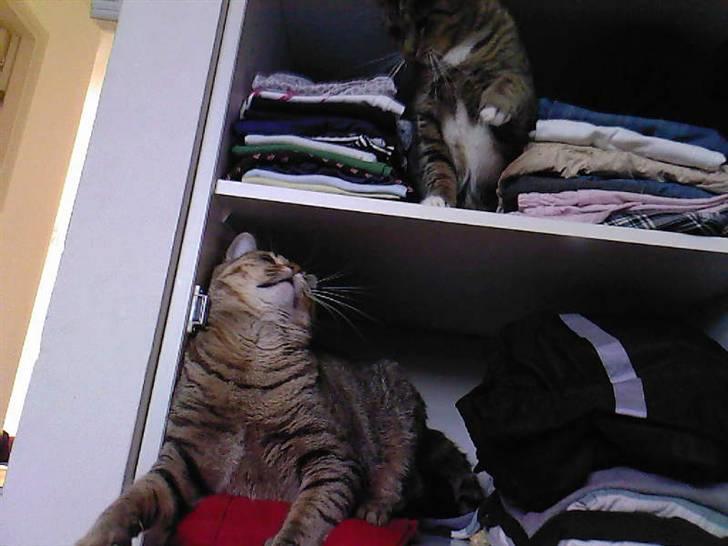 Huskat Laban - Hov du skal ikke prøve at gi´ mig poten xD Fordi jeg slår igen søster! billede 14