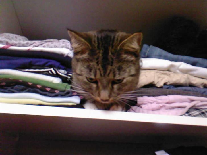 Huskat Lille mis  - Nyt <3  Se hvor lille jeg er! billede 15