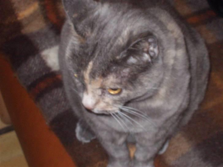 Huskat Puskin (17 år, død) - Her er jeg så, og jeg flytter mig ikke! billede 4