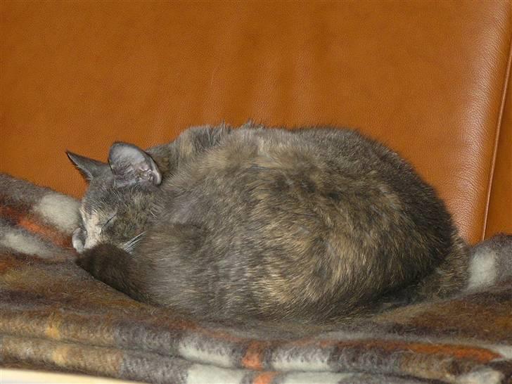 Huskat Puskin (17 år, død) - GAB... Hvor er jeg træt. Nu må i gerne slukke lyset, og komme og nusse mig alle sammen...  billede 5