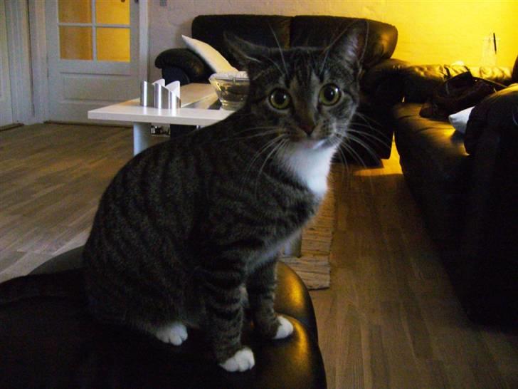 Huskat Bette (R.I.P.) billede 15