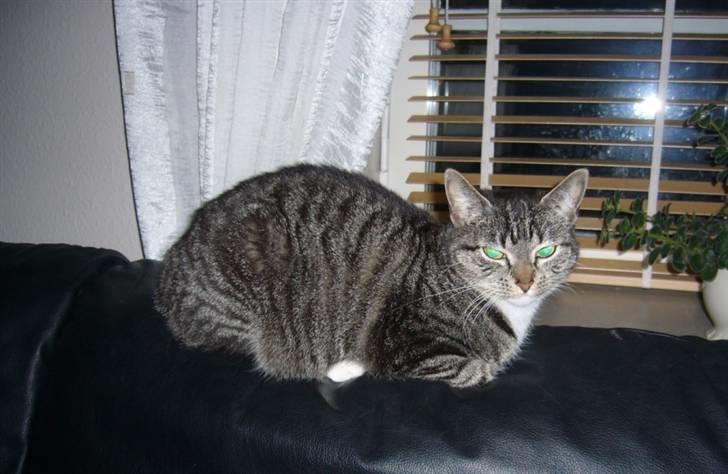 Huskat Bette (R.I.P.) billede 16