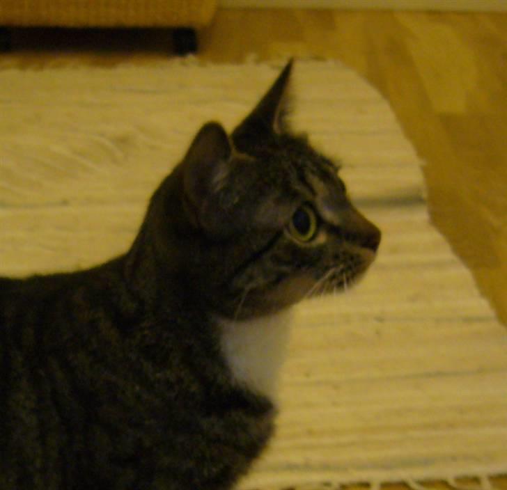 Huskat Bette (R.I.P.) billede 17