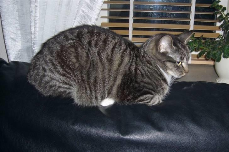 Huskat Bette (R.I.P.) billede 18