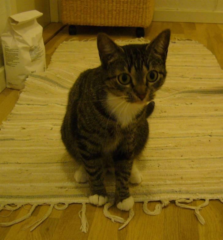 Huskat Bette (R.I.P.) billede 19