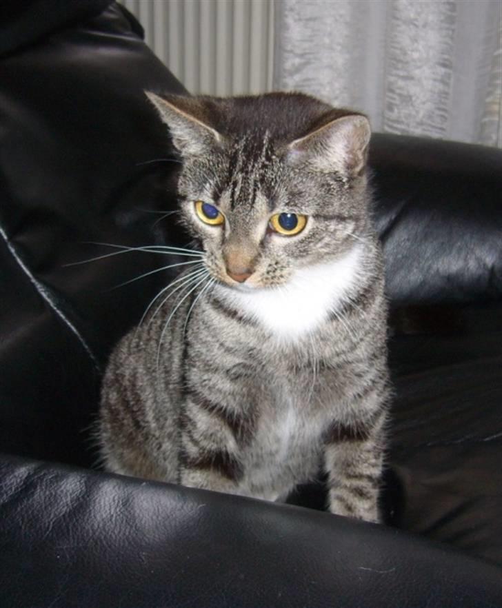 Huskat Bette (R.I.P.) billede 20