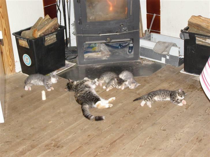 Huskat gizmo - hjemlig hygge billede 6