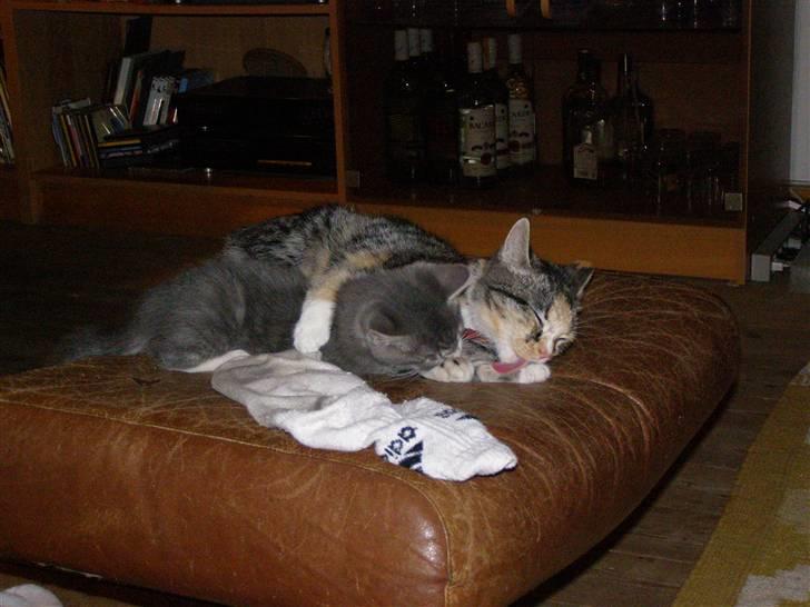 Huskat gizmo - vasketid af skippers killing billede 7