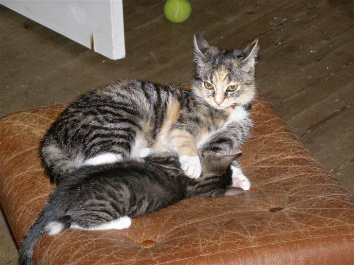 Huskat gizmo - tante gizmo er barnepige billede 8