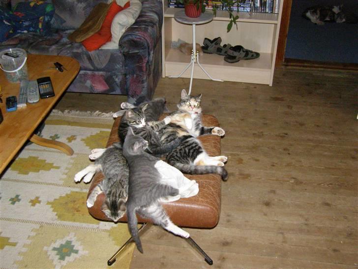 Huskat gizmo - barnepige bliver overmandet billede 9