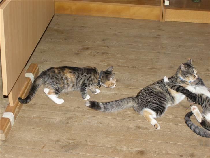 Huskat gizmo - afretning af soffi (tv) og kurt (th nederst) billede 10