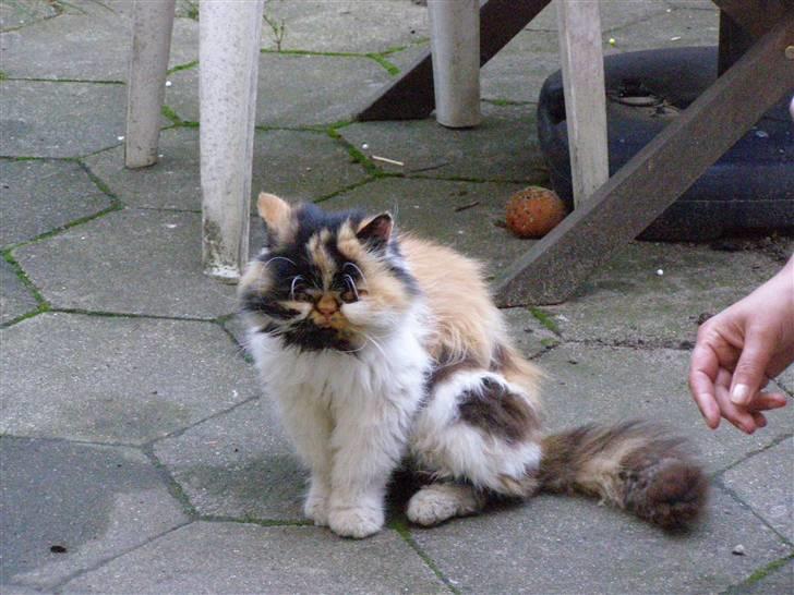 Perser pjuske - havde kun haft hende i 2 dage billede 1