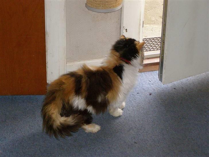 Perser pjuske - skal jeg gå ud eller blive inde ??? billede 2