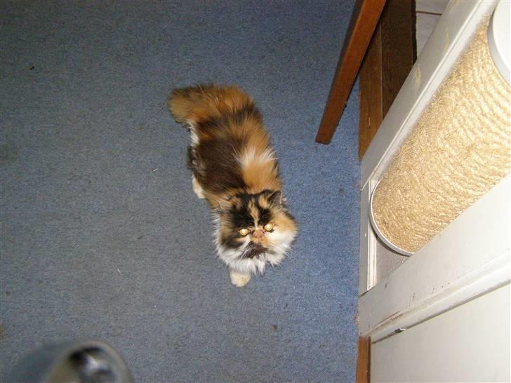 Perser pjuske - hvem er du ?? og hvad er det du har i hånden  billede 3