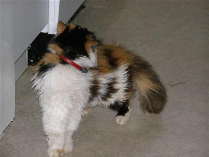 Perser pjuske - det klør billede 4