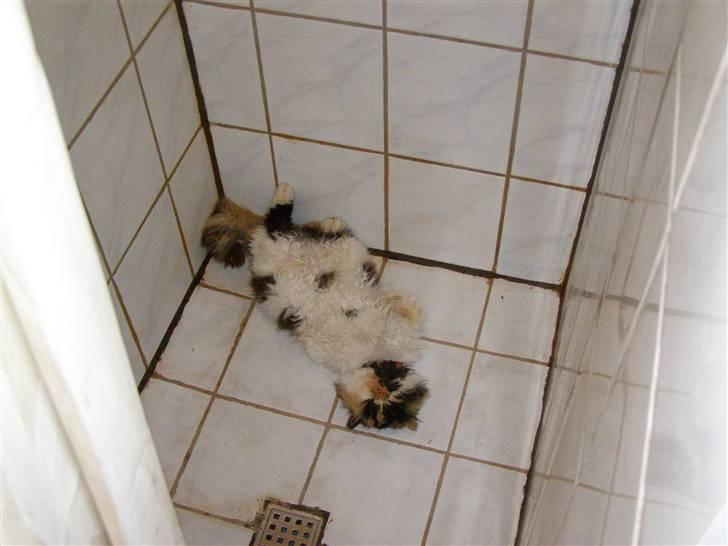 Perser pjuske - AAAAAAHHH gulvvarme billede 5