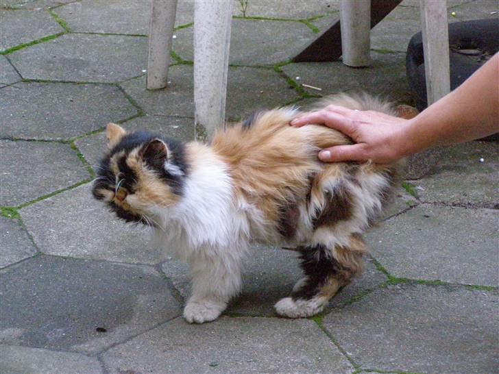 Perser pjuske - aaarh ja lige der billede 6