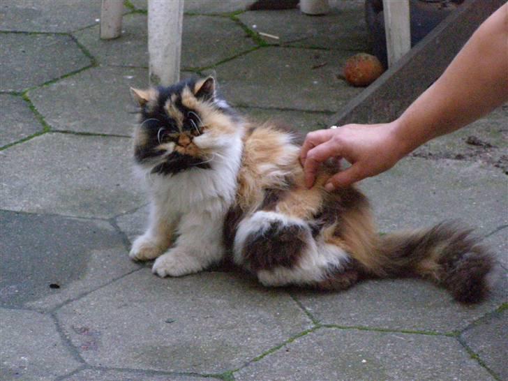 Perser pjuske billede 7