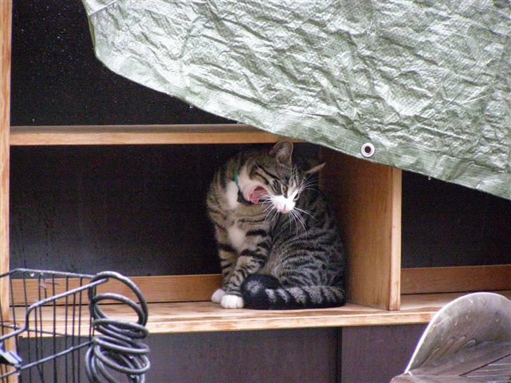 Huskat kurt - GRRRRRRR jeg er farlig og det er min hylde billede 1