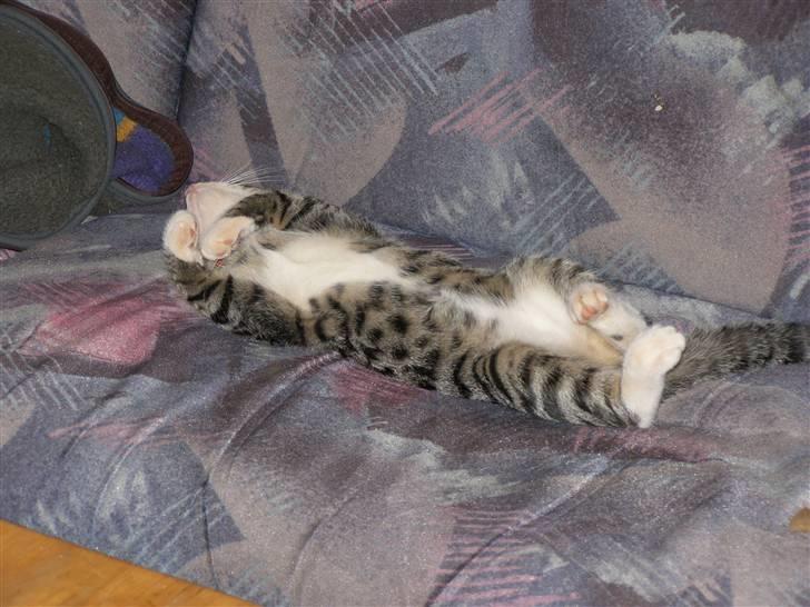 Huskat kurt - SNOOORK  PYYYYH billede 2