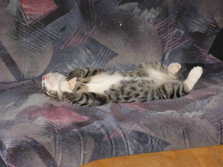 Huskat kurt - snoooork pyyh    livet er hårdt billede 3