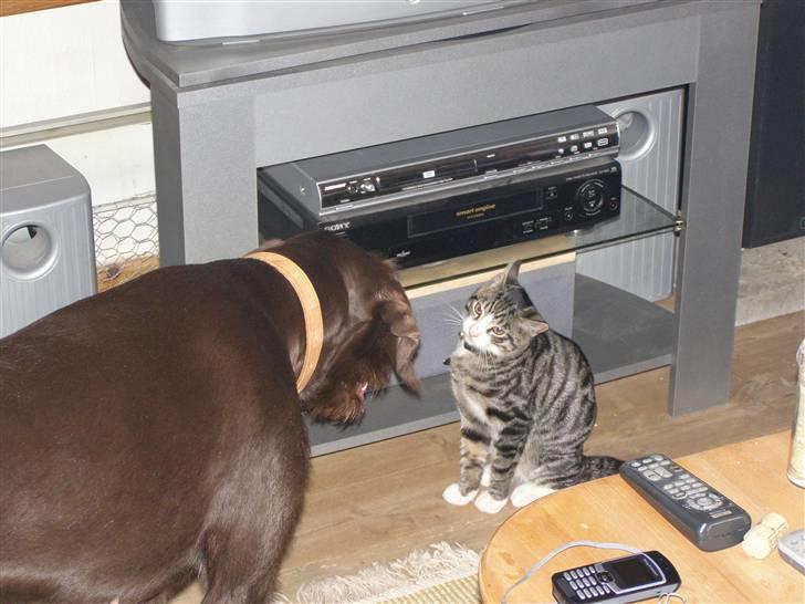 Huskat kurt - jeg er sguda ikke bange for dig dit store skrummel billede 4