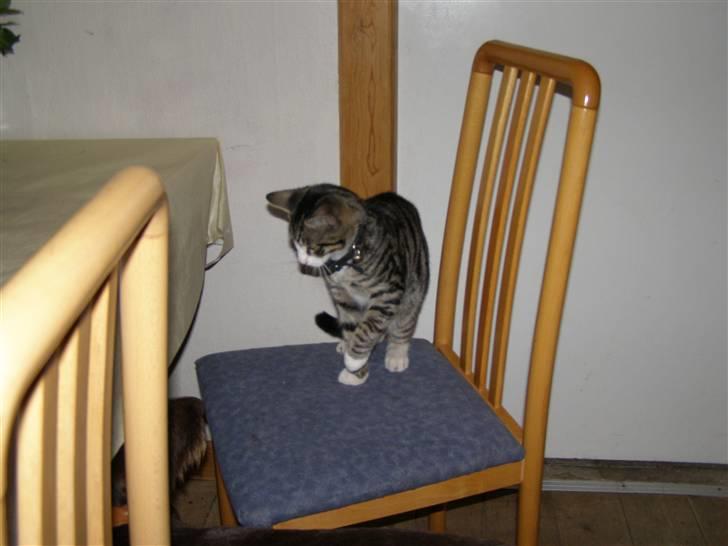 Huskat kurt - det er min stol, hund billede 5