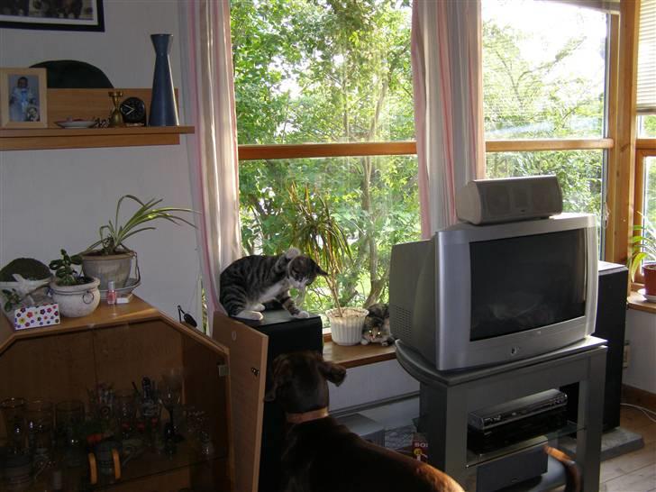 Huskat kurt - skrid hund, det er min plads billede 7