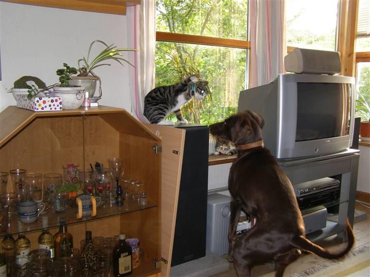 Huskat kurt - hørte du ikke hva jeg sagde hund.... ta den og den billede 8