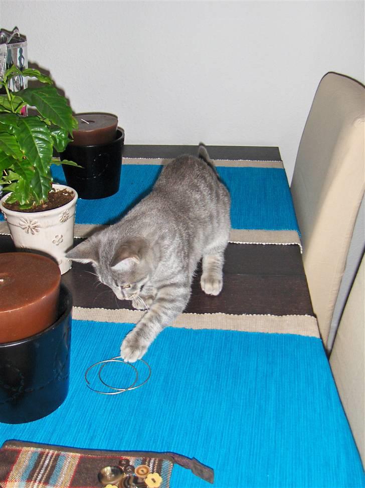 Huskat Silver - Hov hvad er det for nogle finde øreringe her på bordet. billede 20