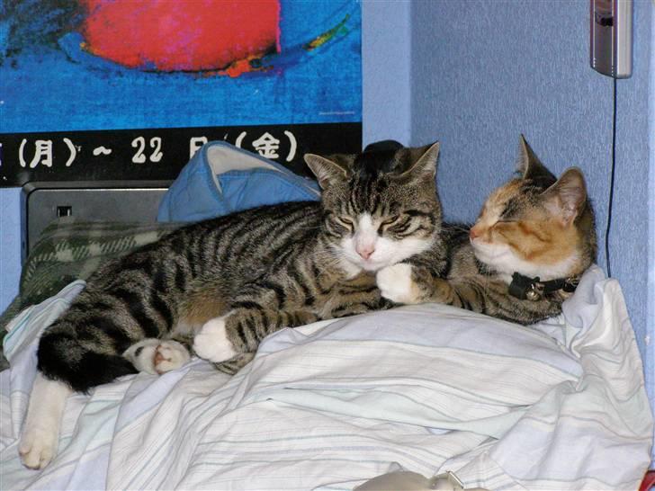 Huskat kurt - killing nr 5(soffi) og nr 6 (kurt) vi har dem begge endnu ud af 6 killinger billede 9