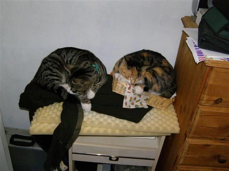 Huskat kurt billede 10