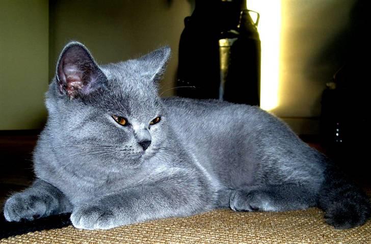 British Shorthair Bailey billede 17