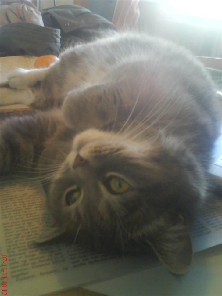 Blanding af racer Bertil billede 1