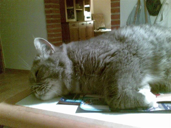 Blanding af racer Bertil billede 2