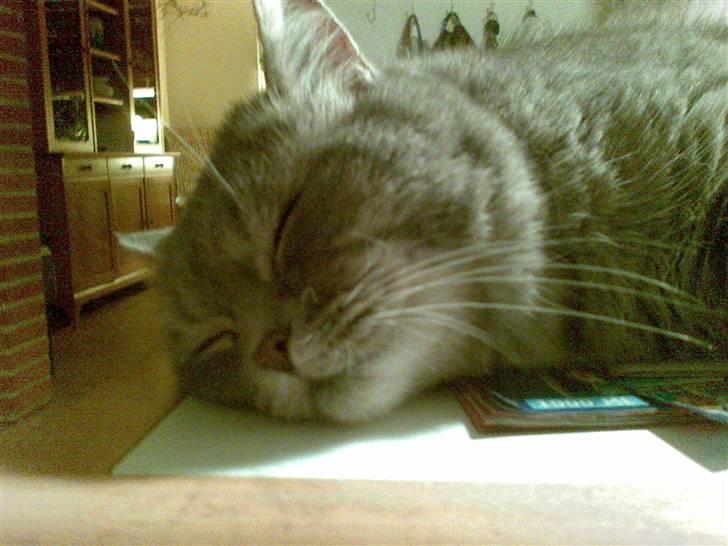 Blanding af racer Bertil billede 3