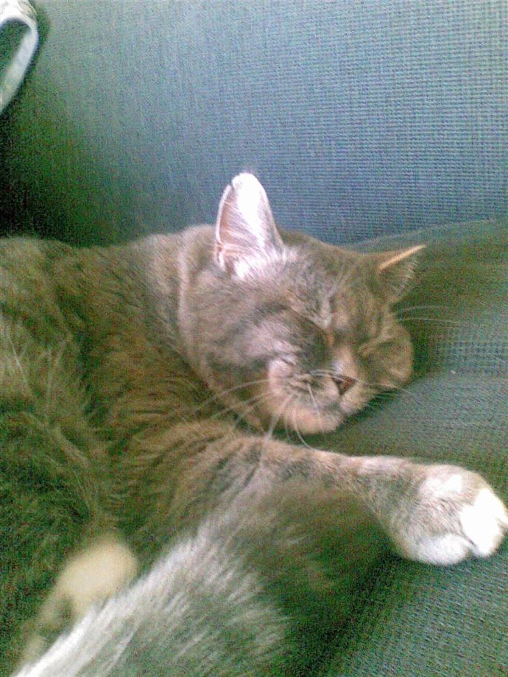 Blanding af racer Bertil billede 4