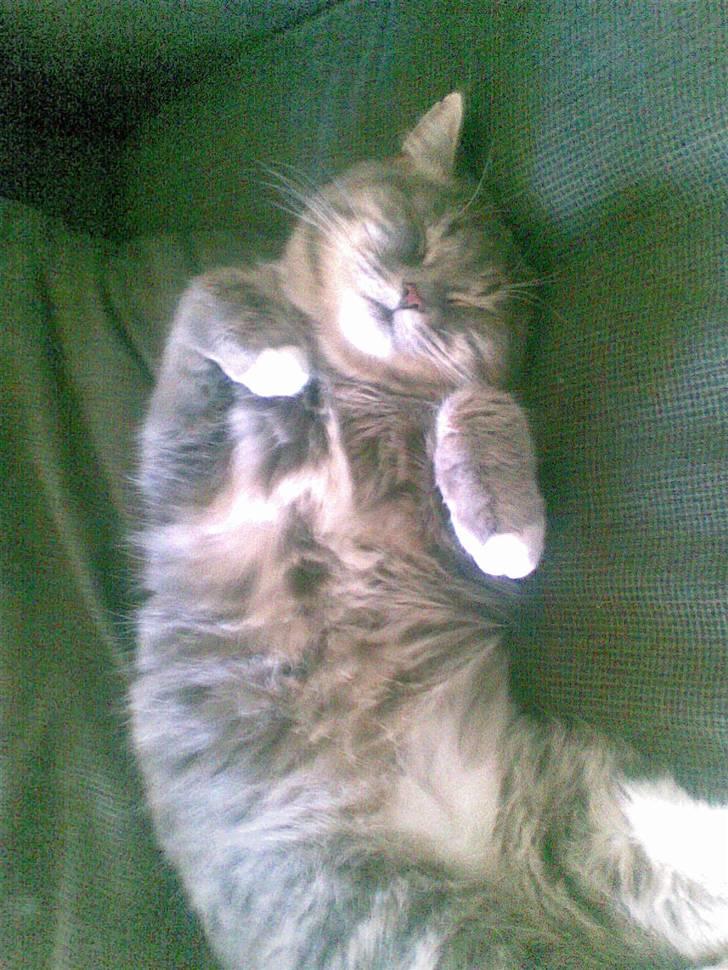 Blanding af racer Bertil billede 5