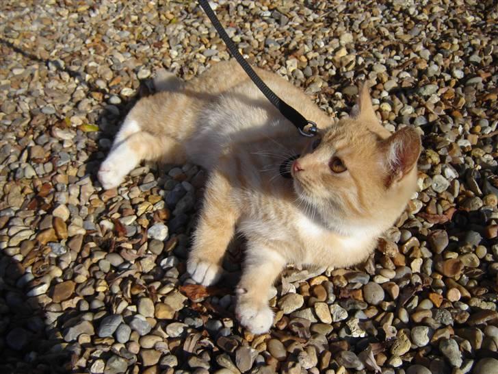 Blanding af racer Alfred - 2. gang han er ude og han nyder det billede 1